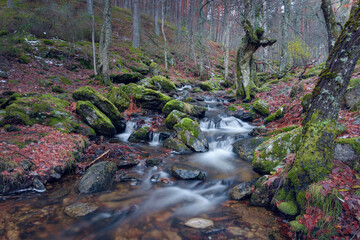 Paisaje oto&ntilde;al del abedular de Canencia