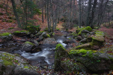 Paisaje oto&ntilde;al del abedular de Canencia