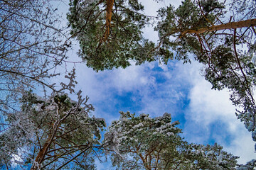 The tops of the trees in the snow. Winter landscape in Latvia. Snow covered tree branches in forest. Place for text, copy space. Bottom view.