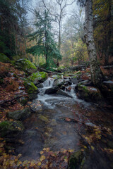 Paisaje oto&ntilde;al del abedular de Canencia