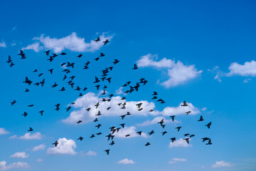Krähenschwarm am Himmel