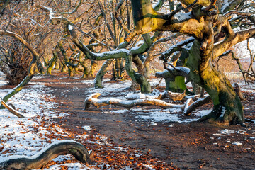 Süntelbuchenwald Bad Nenndorf Winter