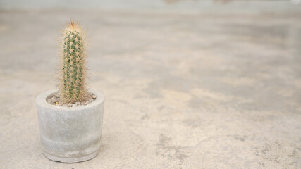 Cacti, dessert plant in many type and shape with it needle as leaf. Variety cactus in pot and garden. Succulent plant grow dry area