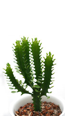 Fototapeta na wymiar Cacti, dessert plant in many type and shape with it needle as leaf. Variety cactus in pot and garden. Succulent plant grow dry area