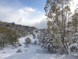 Snow falls in the forest of the city of Tiaret