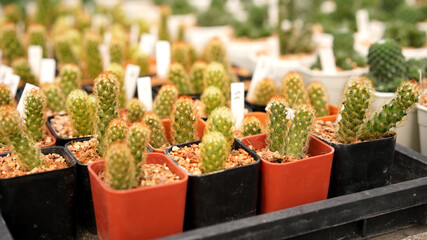 Cacti, dessert plant in many type and shape with it needle as leaf. Variety cactus in pot and garden. Succulent plant grow dry area