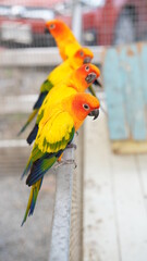 Orange love bird, three color lovely parrot in bird cage. Wing pet with colorful feather stay in white steel house.