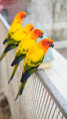 Obraz premium Orange love bird, three color lovely parrot in bird cage. Wing pet with colorful feather stay in white steel house.
