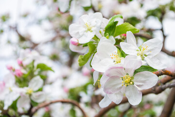 Spring garden. White flowers of an apple tree close-up. Soft selective focus.