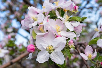 Spring pink-white flowers of an apple tree. Apple tree flowers close-up. Shallow depth of field.
