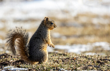 Naklejka na ściany i meble Cute American Red Squirrel (tamiasciurus hudsonicus) watchful in the winter park