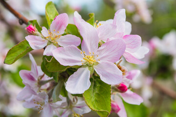 Spring pink flowers of an apple tree. Apple tree flowers close-up. Shallow depth of field.
