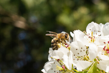 a bee pollinating white apple blossoms. macro shots