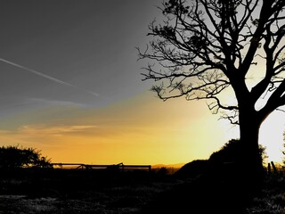 silhouette of a tree