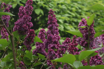 Fliederblüte