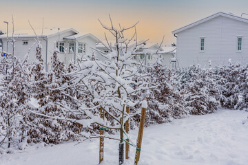 View of winter landscape of private area. Trees and bushes covered with snow. Beautiful white villas on background.