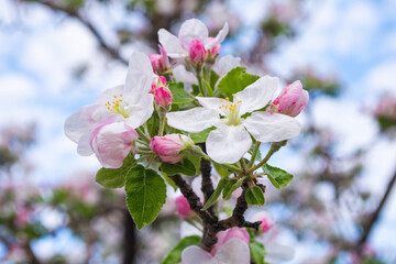 Spring garden. Pink-white flowers of an apple tree close-up. Shallow depth of field.