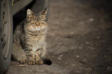 Obraz premium grey house cat with green eyes and white moustache close-up
