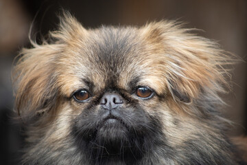 beautiful royal pekingese dog  close-up