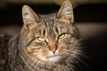 grey house cat with green eyes and white moustache close-up