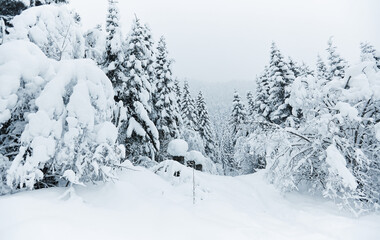 Footpath in white snow in a forest of green pines and firs covered with snow mountain view