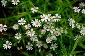 Texture of little white spring flowers of asterisk on a green grass background.
