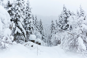 Footpath in white snow in a forest of green pines and firs covered with snow mountain view