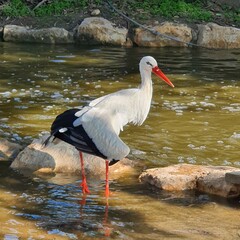 White stork in the water