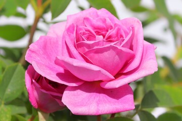 rosa Blüte einer Rose