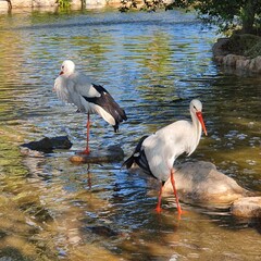 White stork in the water © Boris