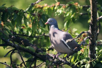 Ringeltaube sitzt im Baum