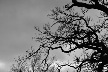 Silhouette of a tree against sky