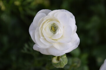 A white ranunculus flower against a dark background 