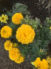 A marigold yellow flowers in fields 
