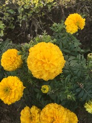 Marigold yellow flowers in garden