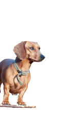 Red-haired cheerful young dachshund looks on a right side. Isolated