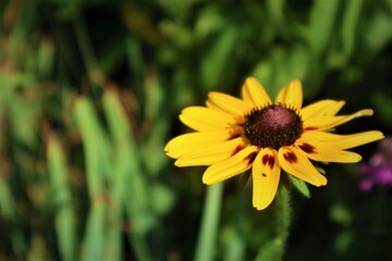 yellow flower