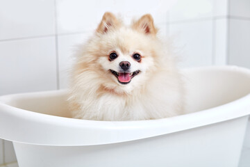 spitz dog in bath, shower procedures of pet in grooming salon, domestic animal get beauty procedures in beauty salon for dogs