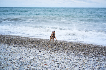 Active games with dog in nature. German Shepherd black and red color dressed in harness and muzzle runs on beach next to blue sea and enjoys life and breathes fresh air.