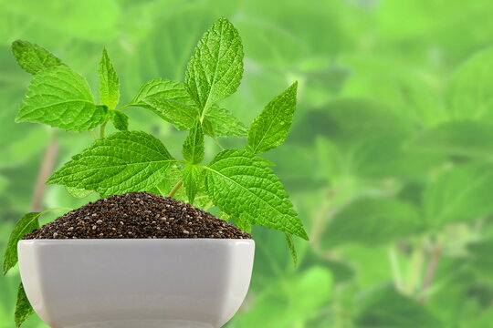 greek oregano plant Renee's Garden 'True Greek Oregano' Heirloom Kitchen Herb Seed main image 0