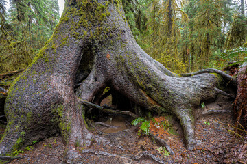 Hoh Rainforest, Olympic National Park, WA