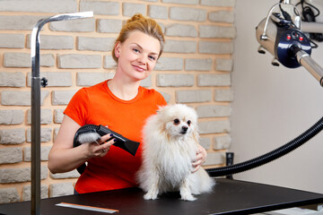 groomer woman blowing dry the spitz dog hair, domestic animal patiently get beauty procedures in...
