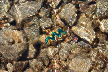 Giant clam under water