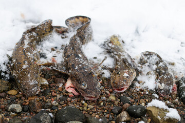 Four burbots lie in a row on the lake in winter.