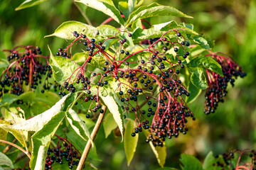 Bunches of black berries on black elderberry branches.