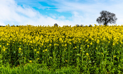 The edge of a field of rapeseeds at Fleckney, Leicestershire, UK in springtime