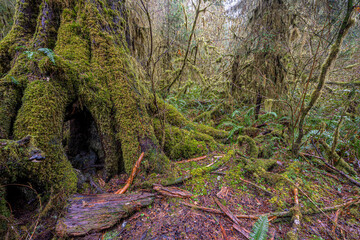 Hoh Rainforest, Olympic National Park, WA