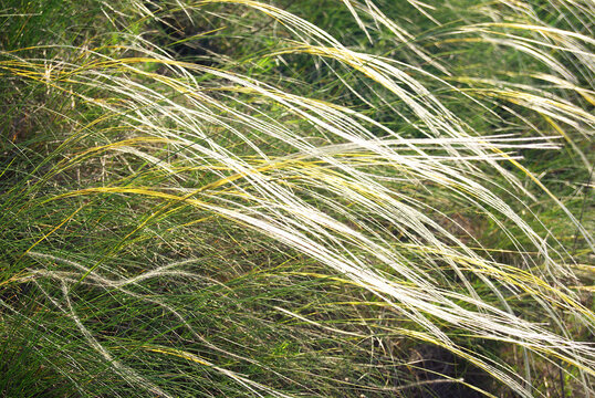 Steppe feather grass