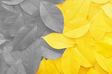 Two-color autumn fallen leaves close-up. Colored in 2021 color trends Ultimate Gray and Illuminating.
