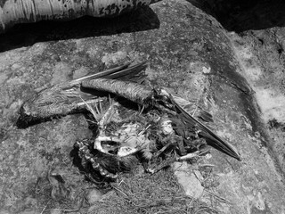 Naturaleza muerta